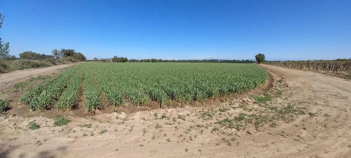 Venta Finca en producción 48,28has, San Martin 2