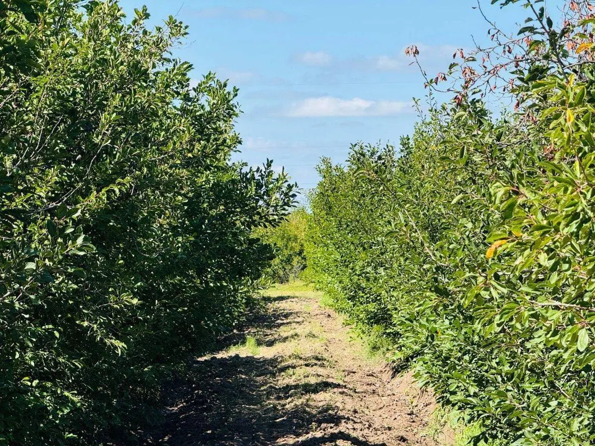 Venta Finca en producción 48,28has, San Martin 4
