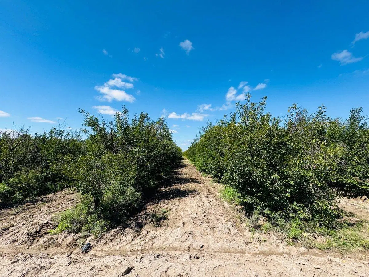 Venta Finca en producción 48,28has, San Martin 3
