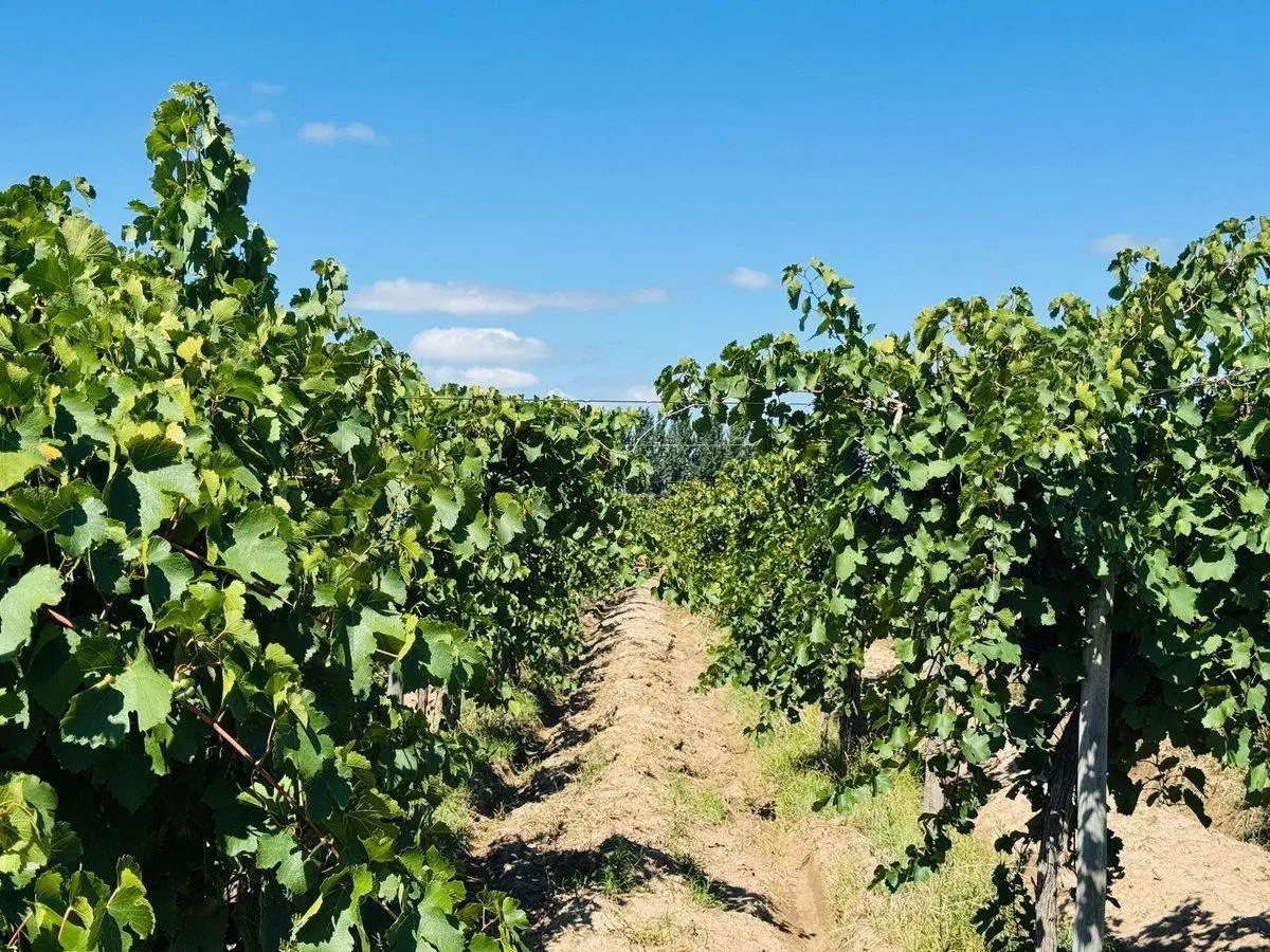 Venta Finca en producción 52,60has San Martín 4