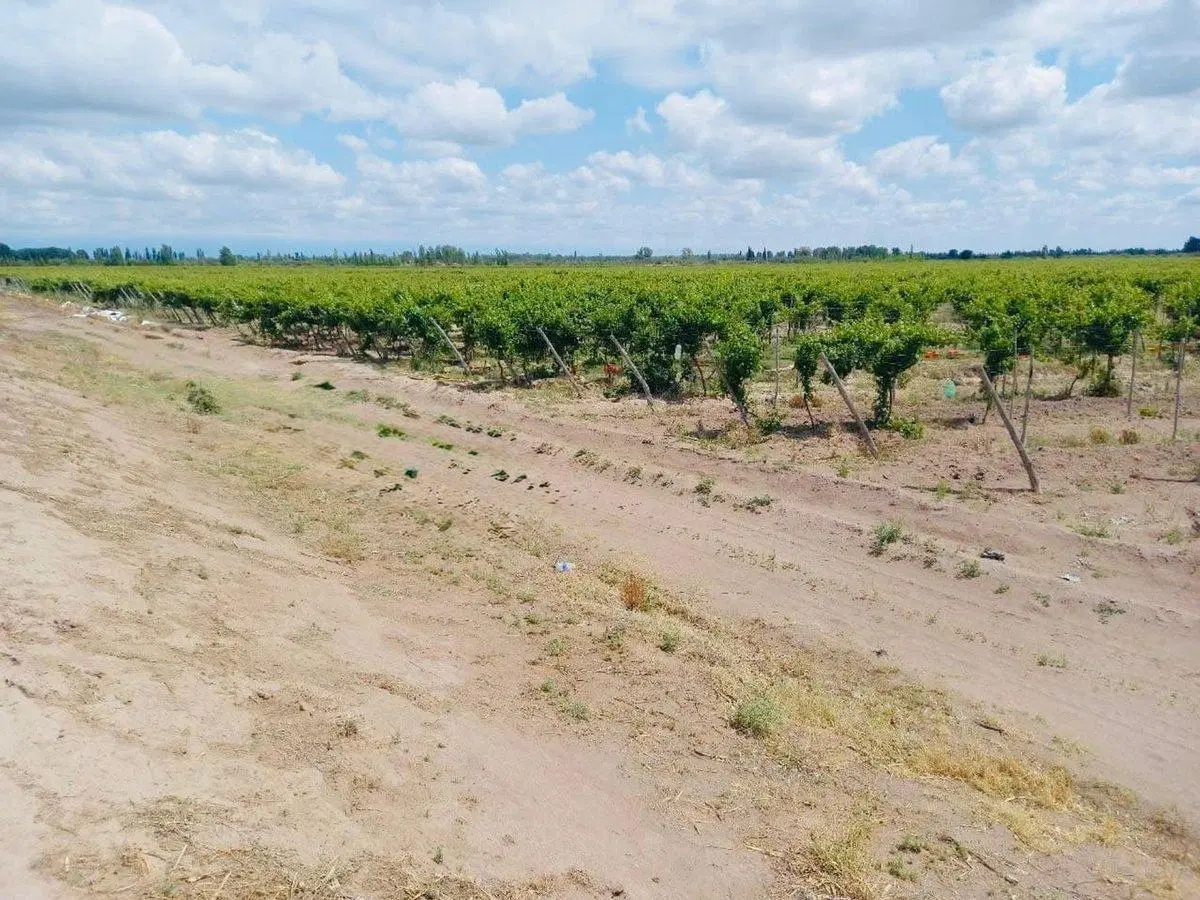 Venta Finca en producción 52,60has San Martín 3