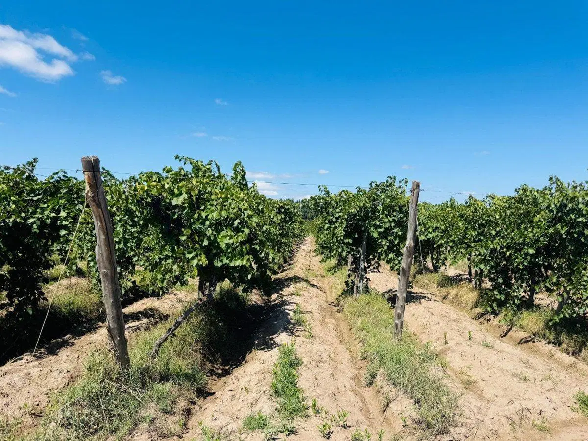 Venta Finca en producción 52,60has San Martín 2