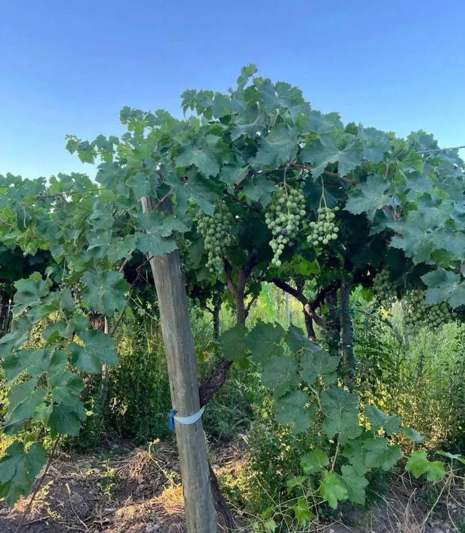 VENTA DE FINCA EN SAN MARTIN ALTO VERDE 12 HA. 8