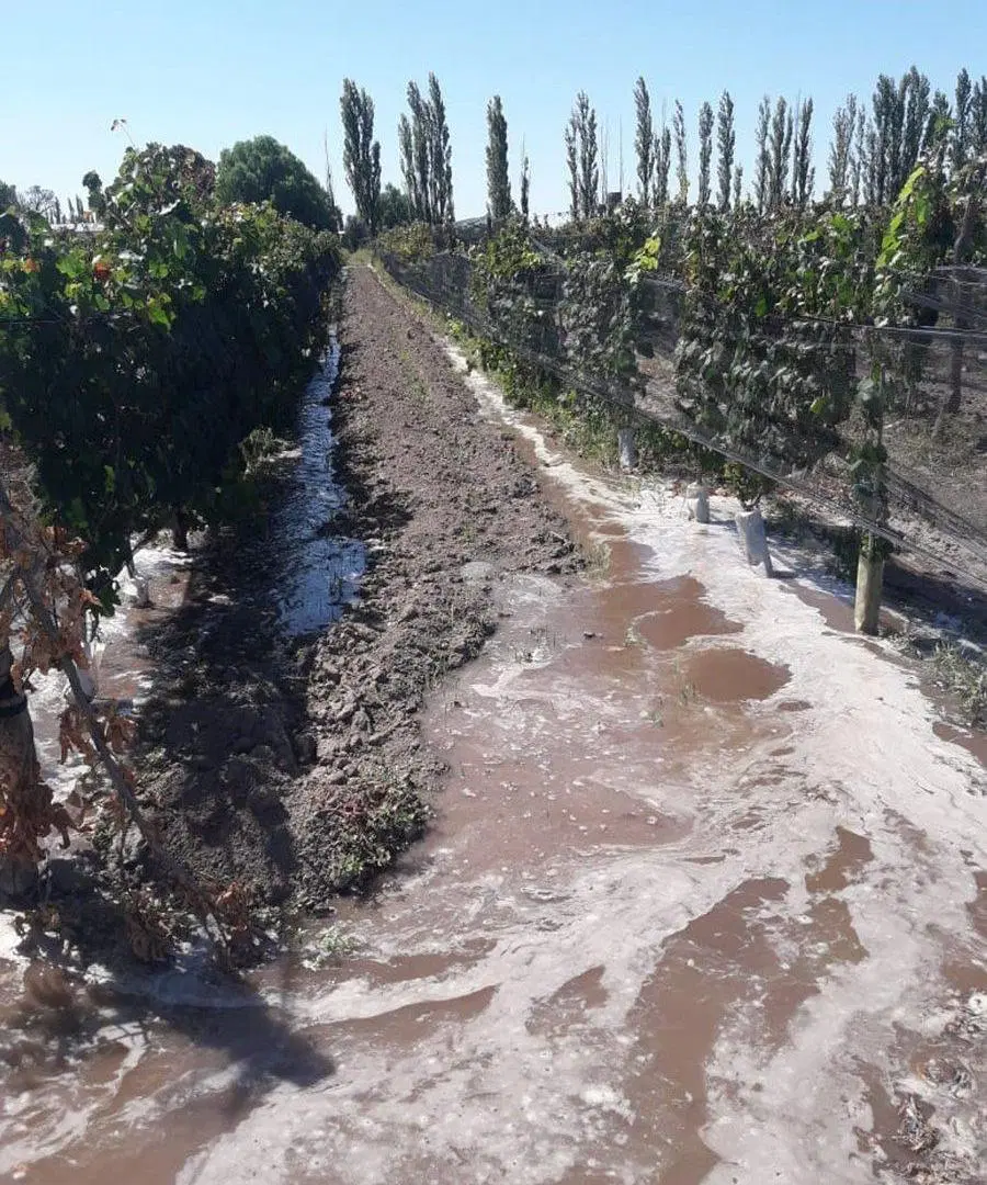 VENTA Finca 8 Ha – CUADRO NACIONAL, SAN RAFAEL MZA 5