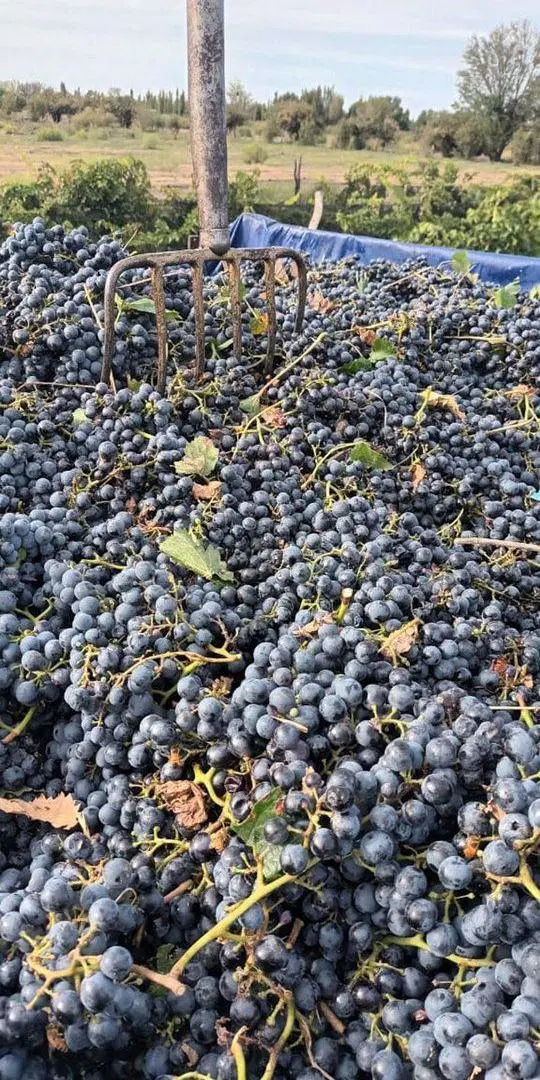 VENTA Finca 8 Ha – CUADRO NACIONAL, SAN RAFAEL MZA 3