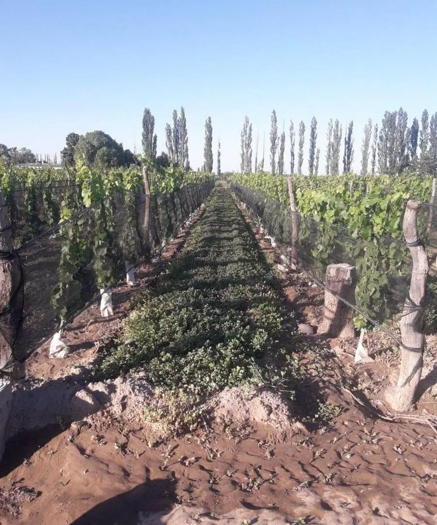 VENTA Finca 8 Ha – CUADRO NACIONAL, SAN RAFAEL MZA 2
