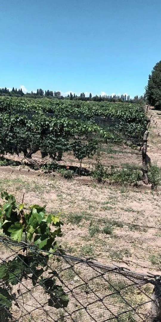VENTA Finca 8 Ha – CUADRO NACIONAL, SAN RAFAEL MZA 4
