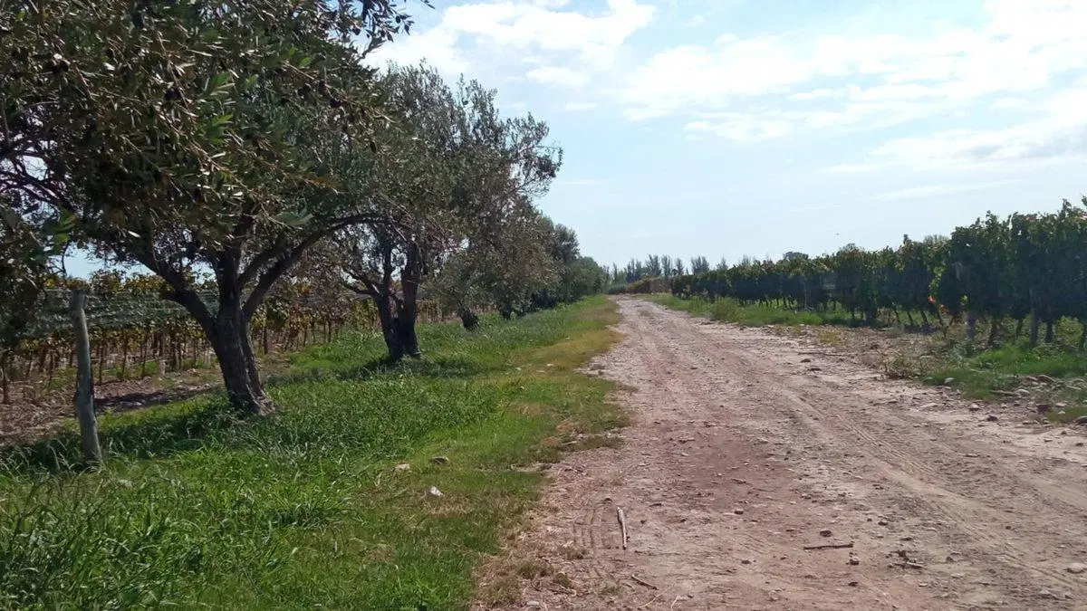 Venta Finca Orgánica Premium 60 ha. Maipú Mendoza 8