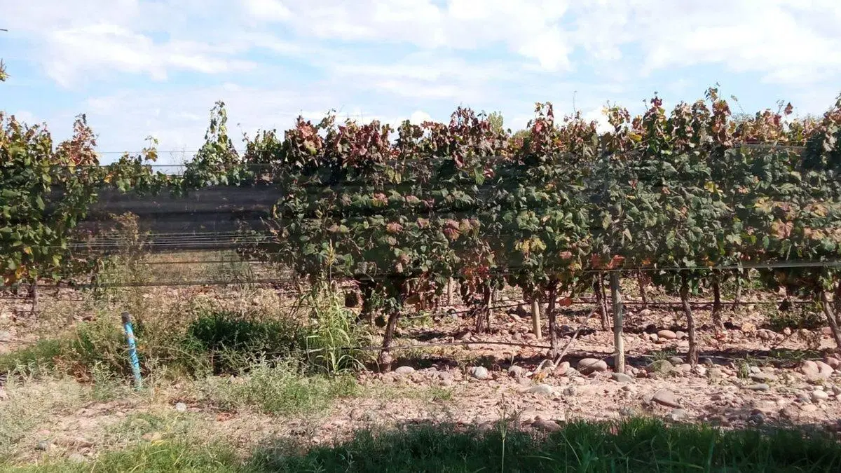 Venta Finca Orgánica Premium 60 ha. Maipú Mendoza 4