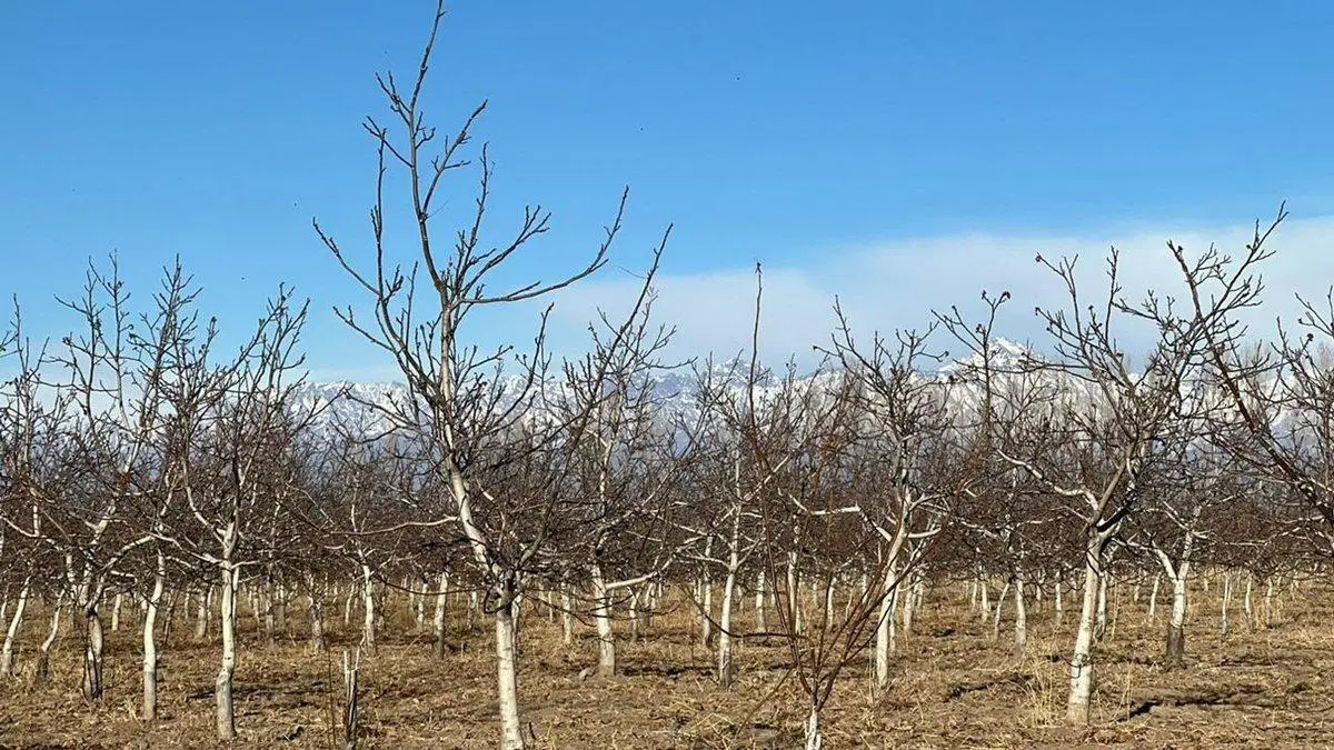 Finca de Nogales a la venta en Tupungato, Mendoza 4