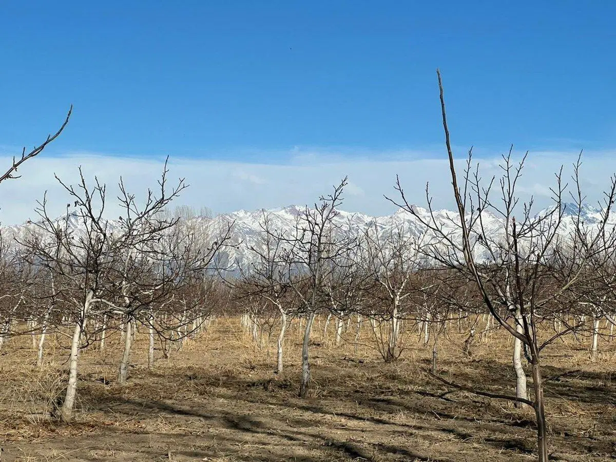 Finca de Nogales a la venta en Tupungato, Mendoza 3
