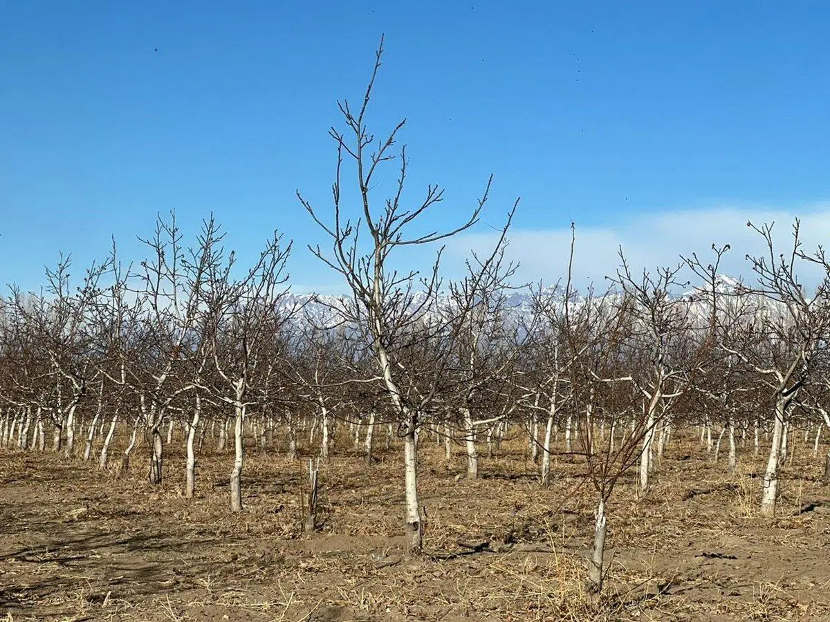 Finca de Nogales a la venta en Tupungato, Mendoza 6