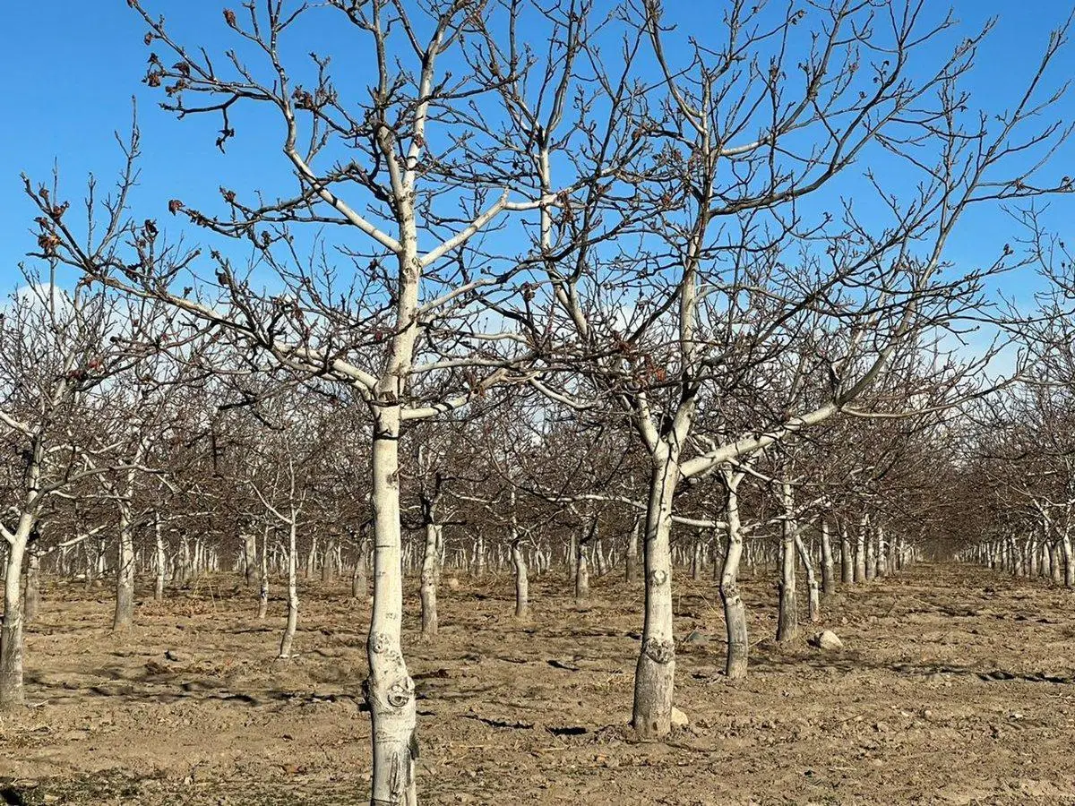 Finca de Nogales a la venta en Tupungato, Mendoza 2