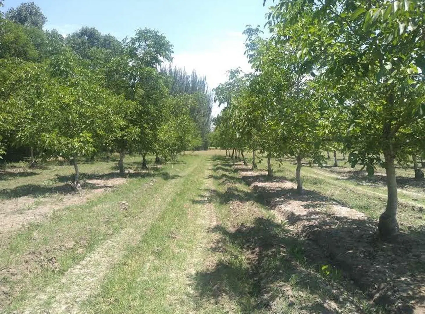 VENTA DE FINCA PRODUCTIVA EN COLONIA LAS ROSAS 4HA 8