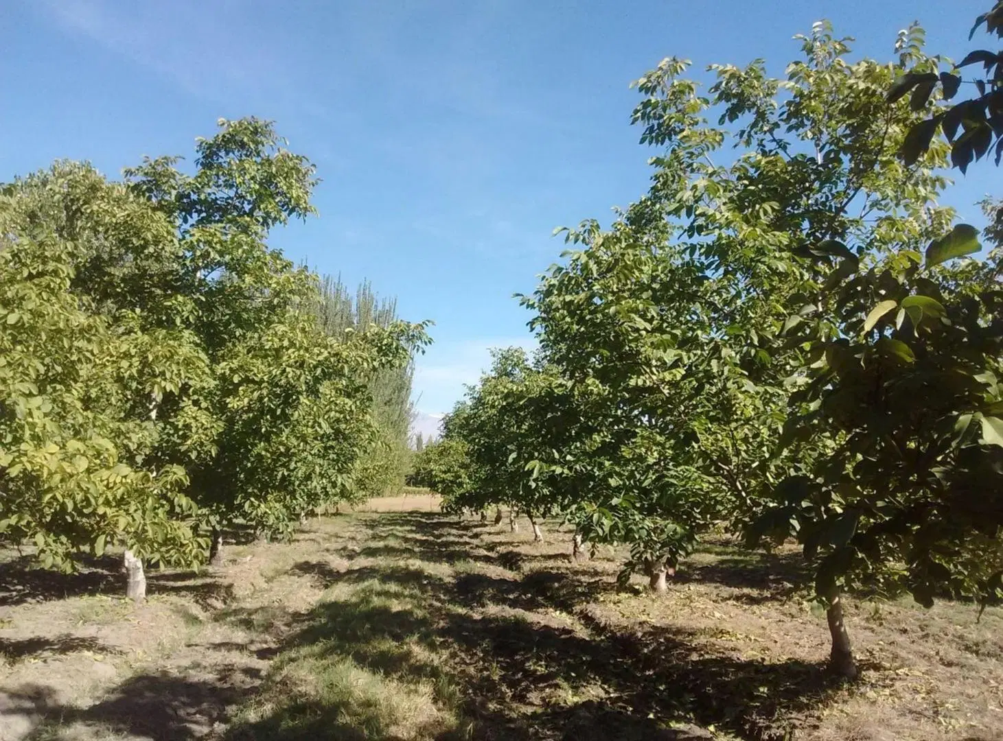 VENTA DE FINCA PRODUCTIVA EN COLONIA LAS ROSAS 4HA 4