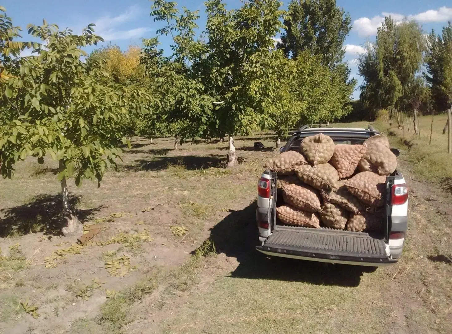 VENTA DE FINCA PRODUCTIVA EN COLONIA LAS ROSAS 4HA 3