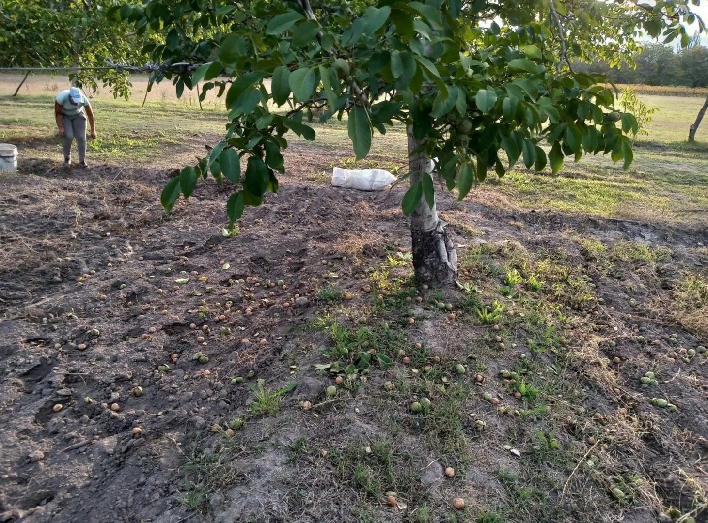 VENTA DE FINCA PRODUCTIVA EN COLONIA LAS ROSAS 4HA 5