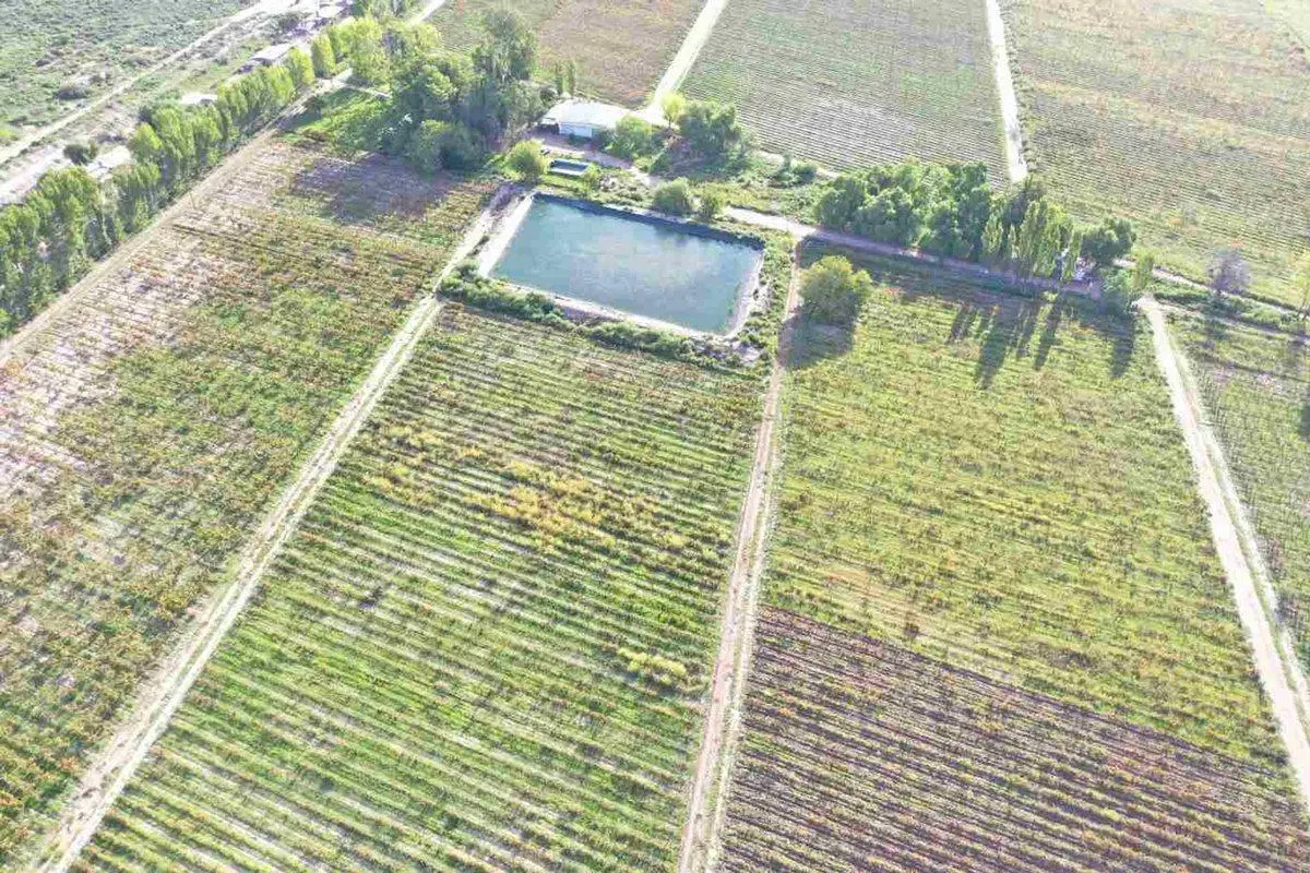 FINCA PRODUCTIVA 50ha VENTA EL CENTRAL SAN MARTIN 2