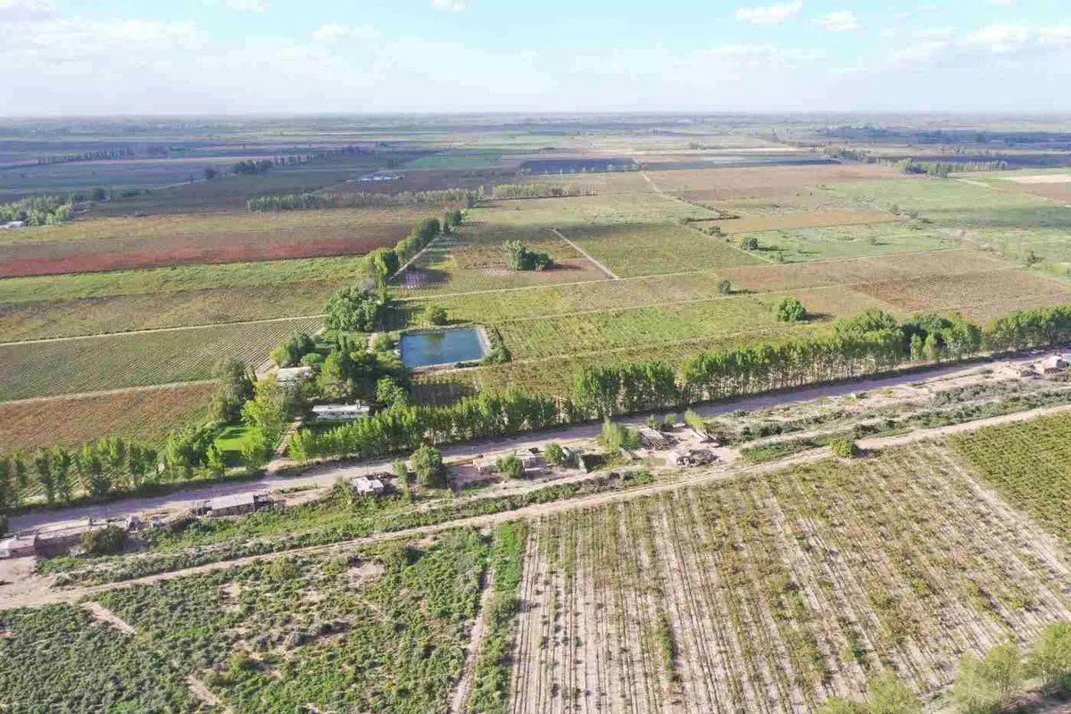 FINCA PRODUCTIVA 50ha VENTA EL CENTRAL SAN MARTIN 4
