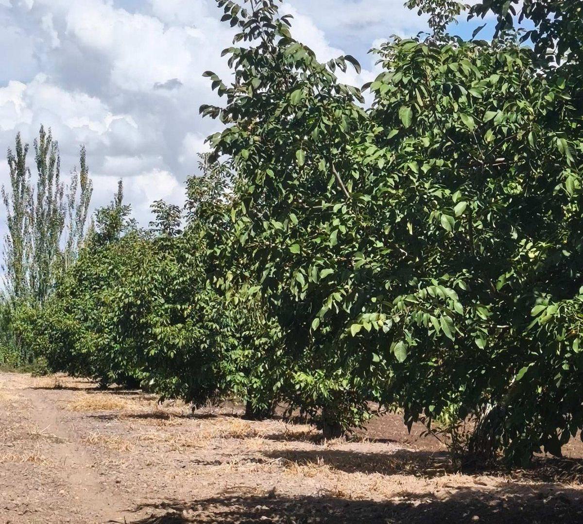 Foto de Venta Finca 14 has Nogales San Carlos Valle de Uco, imagen 3