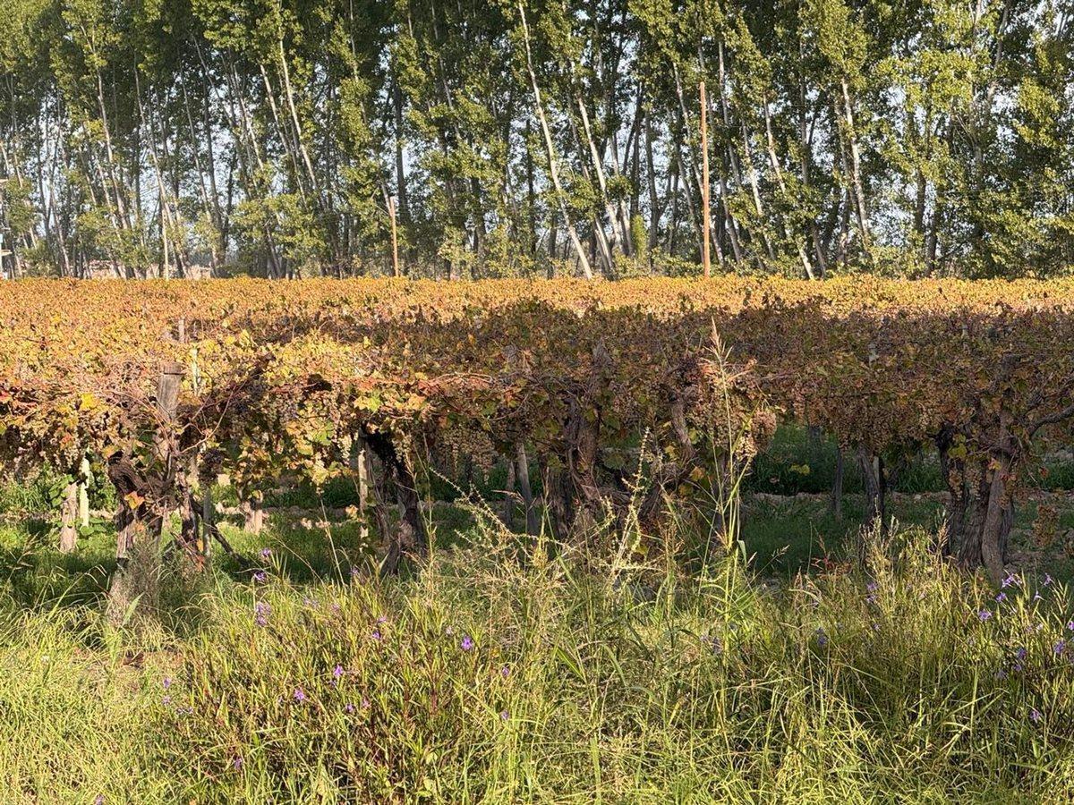 Foto de FINCA PRODUCTIVA 50ha VENTA EL CENTRAL SAN MARTIN, imagen 2