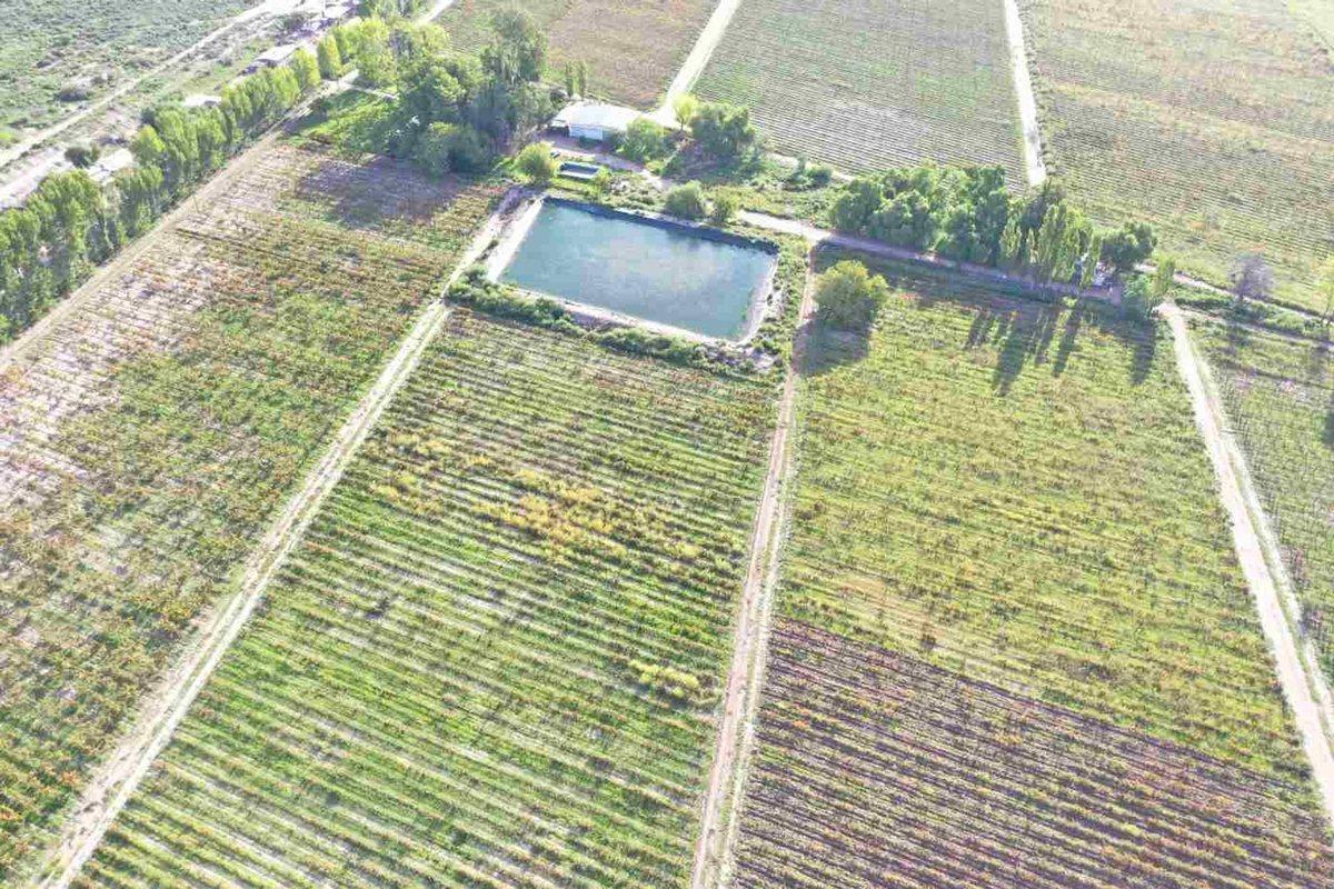Foto de FINCA PRODUCTIVA 50ha VENTA EL CENTRAL SAN MARTIN, imagen 4