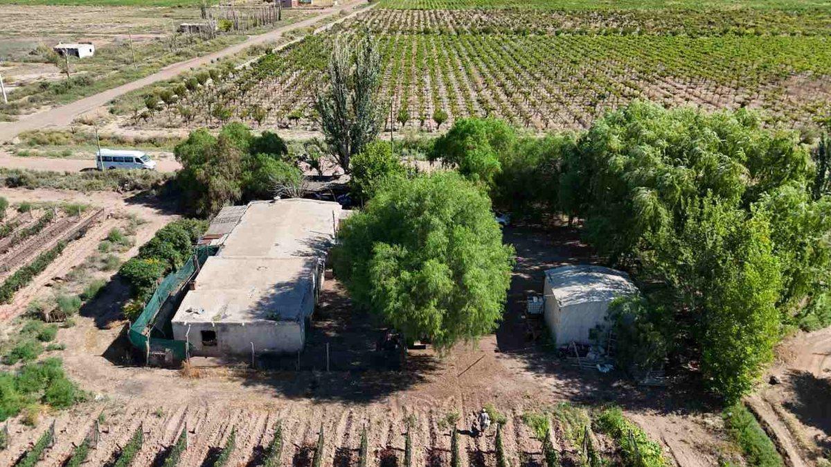 Foto de FINCA CON VIÑEDOS EN PRODUCCION EN VENTA MENDOZA, imagen 5