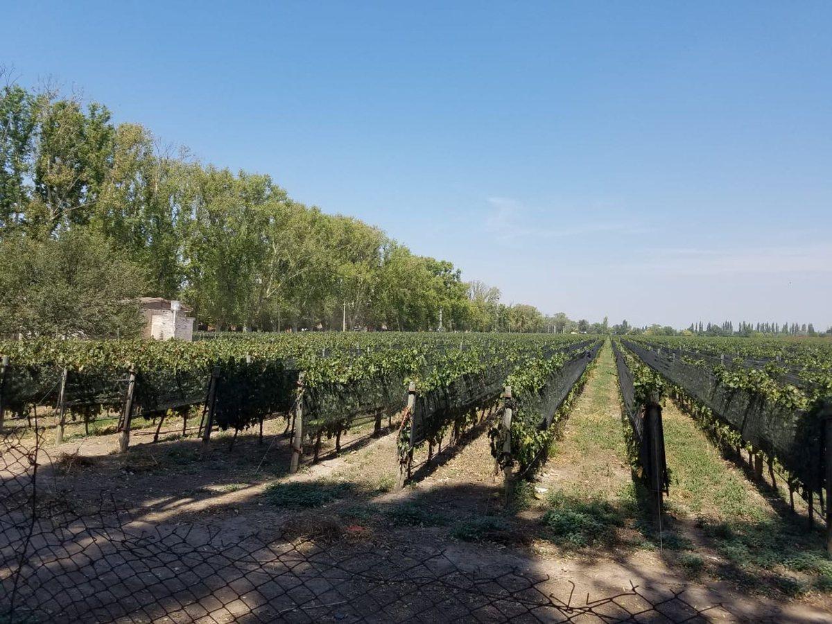 Foto de Finca de 33 hectáreas a la Venta en Agrelo, imagen 1