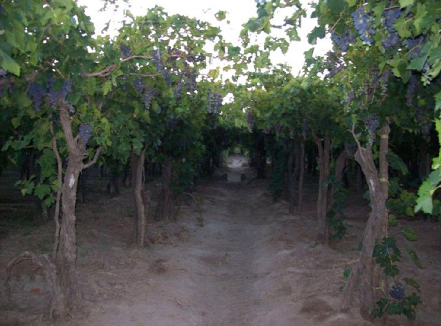 Foto de VENTA FINCA PRODUCTIVA 13,34 HA SAN MARTÍN, imagen 3
