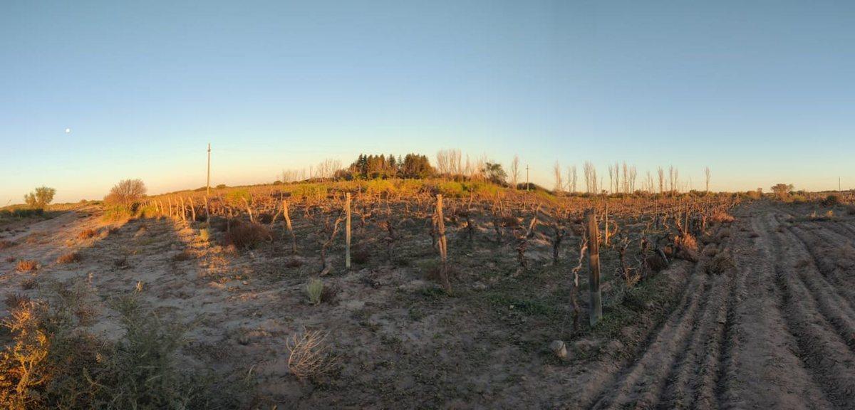 Foto de VENTA FINCA 75 Ha c/pozo - La Dormida, imagen 5