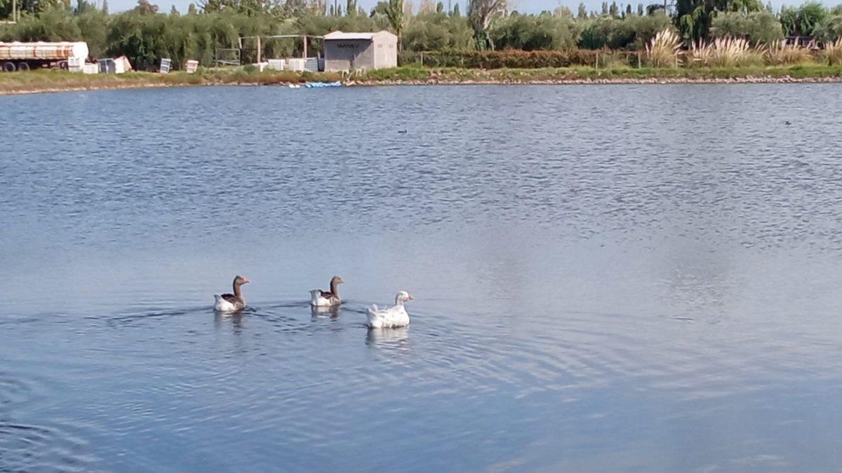 Foto de Venta Finca Orgánica Premium 60 ha. Maipú Mendoza, imagen 1