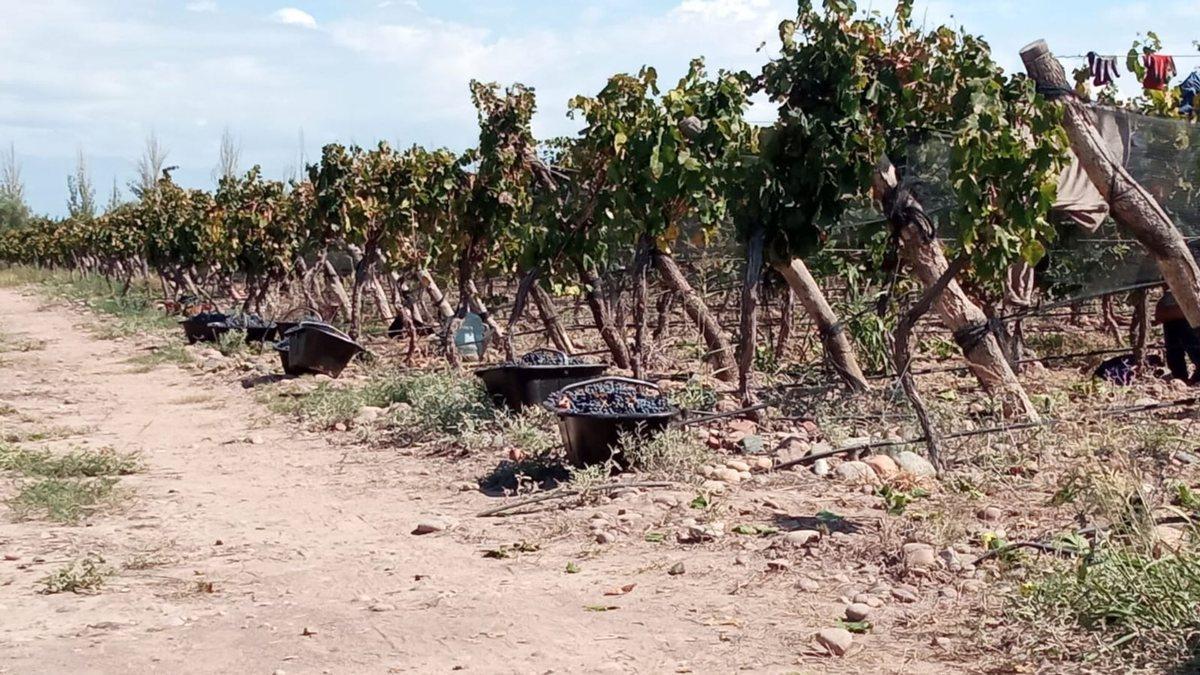 Foto de Venta Finca Orgánica Premium 60 ha. Maipú Mendoza, imagen 3