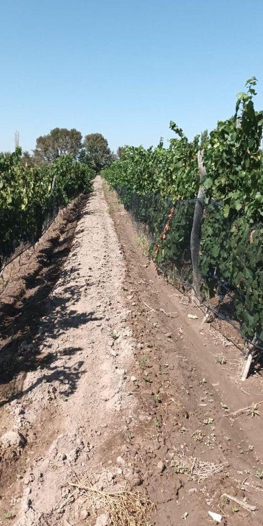 Foto de VENTA Finca 8 Ha – CUADRO NACIONAL, SAN RAFAEL MZA, imagen 2