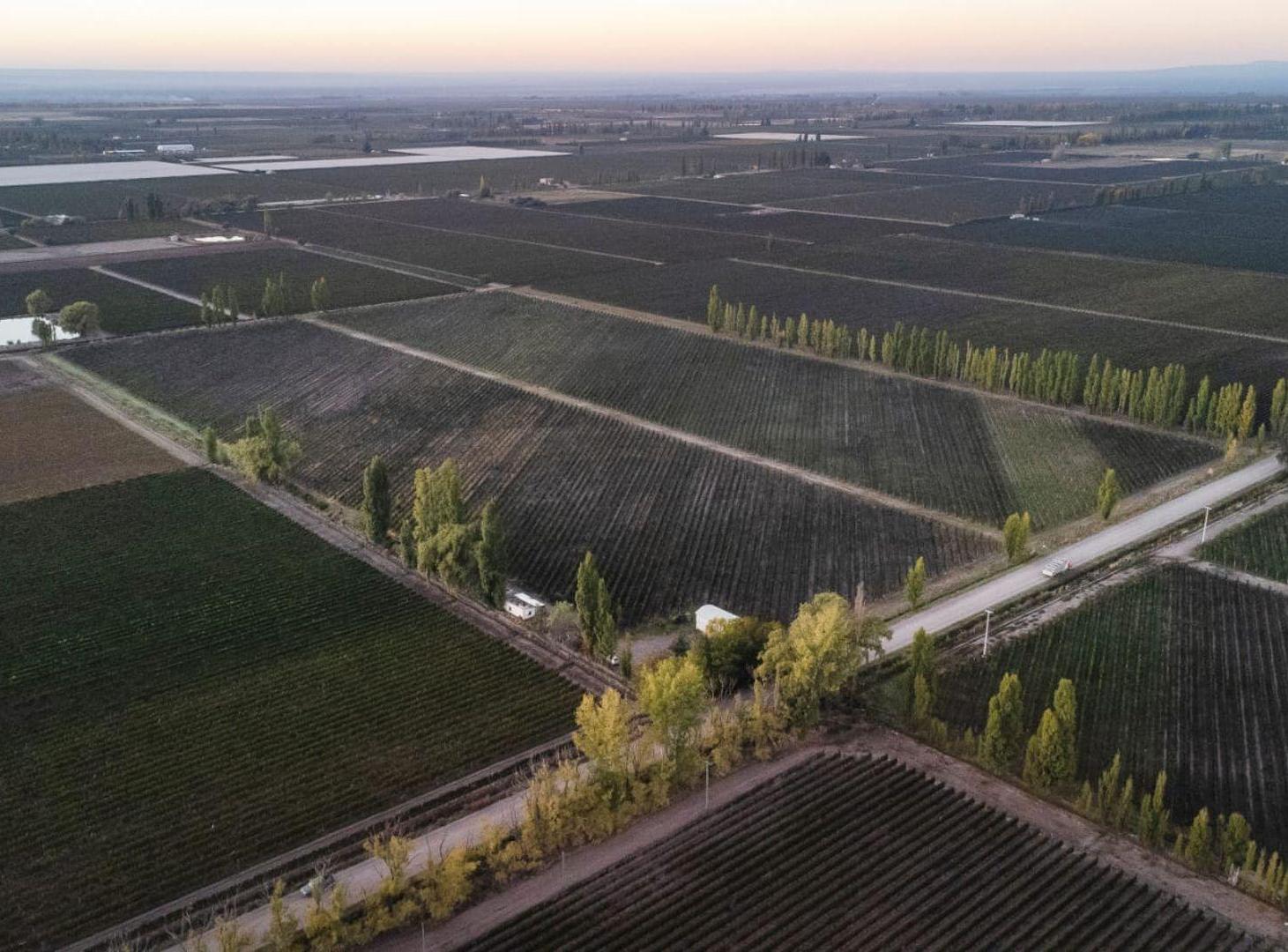 Foto de Venta Finca 11 hcts, 1ra zona La Consulta, Mendoza, imagen 5