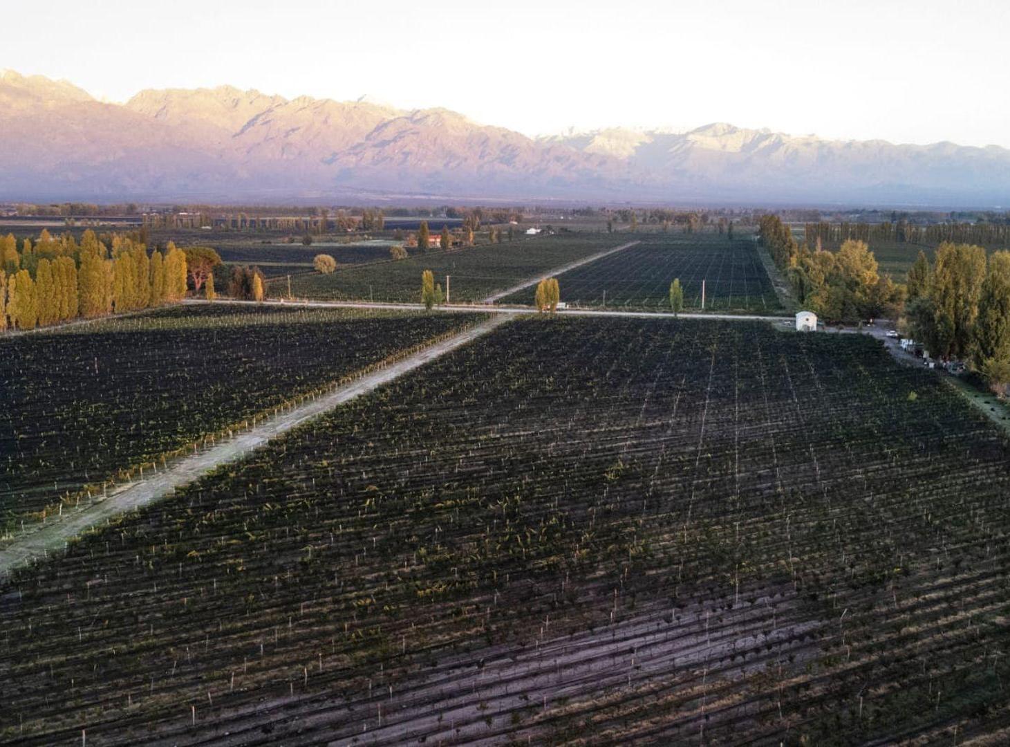 Foto de Venta Finca 11 hcts, 1ra zona La Consulta, Mendoza, imagen 2