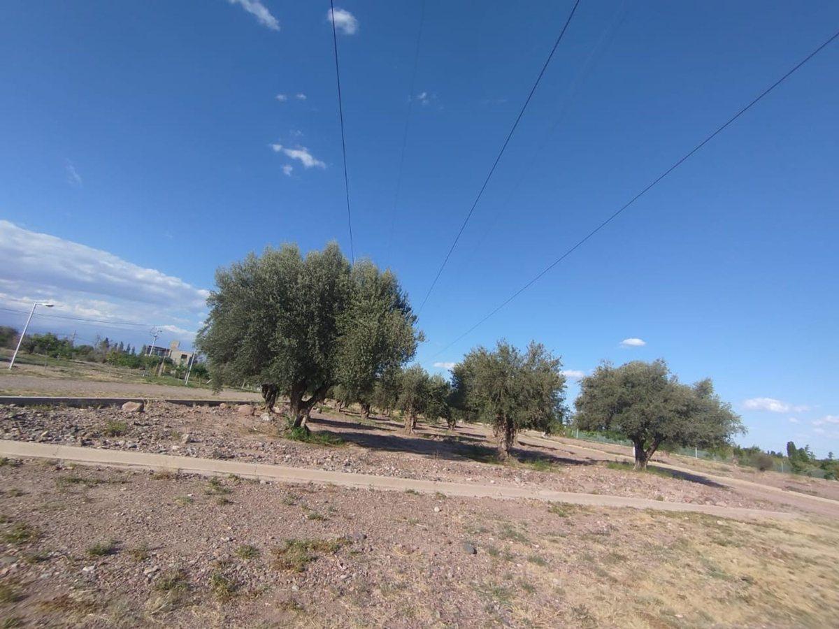 Foto de VENTA DE LOTE EN BARRIO AMPROS VIII, imagen 1