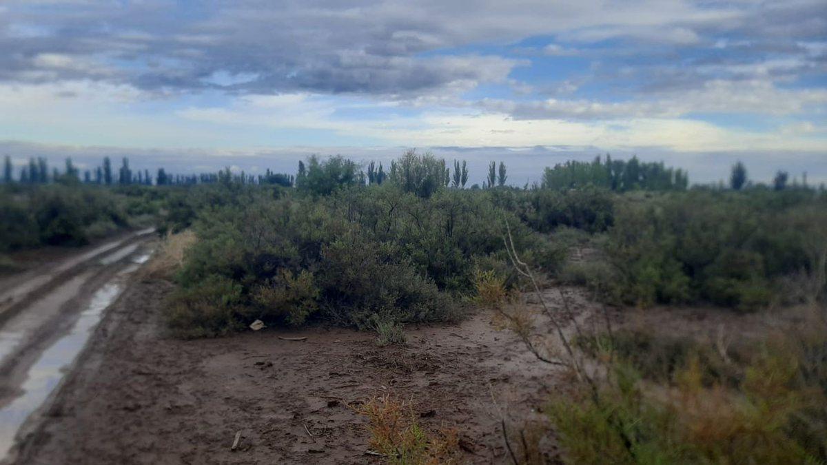 Foto de Venta terreno Zona Industrial Lavalle Mendoza 6Ha, imagen 5