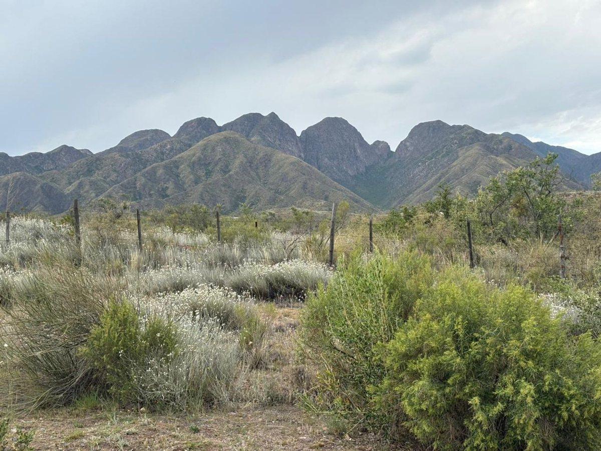 Foto de VENTA DE TERRENO 5000M2 ZONA DEL RINCON SUIZO, imagen 2