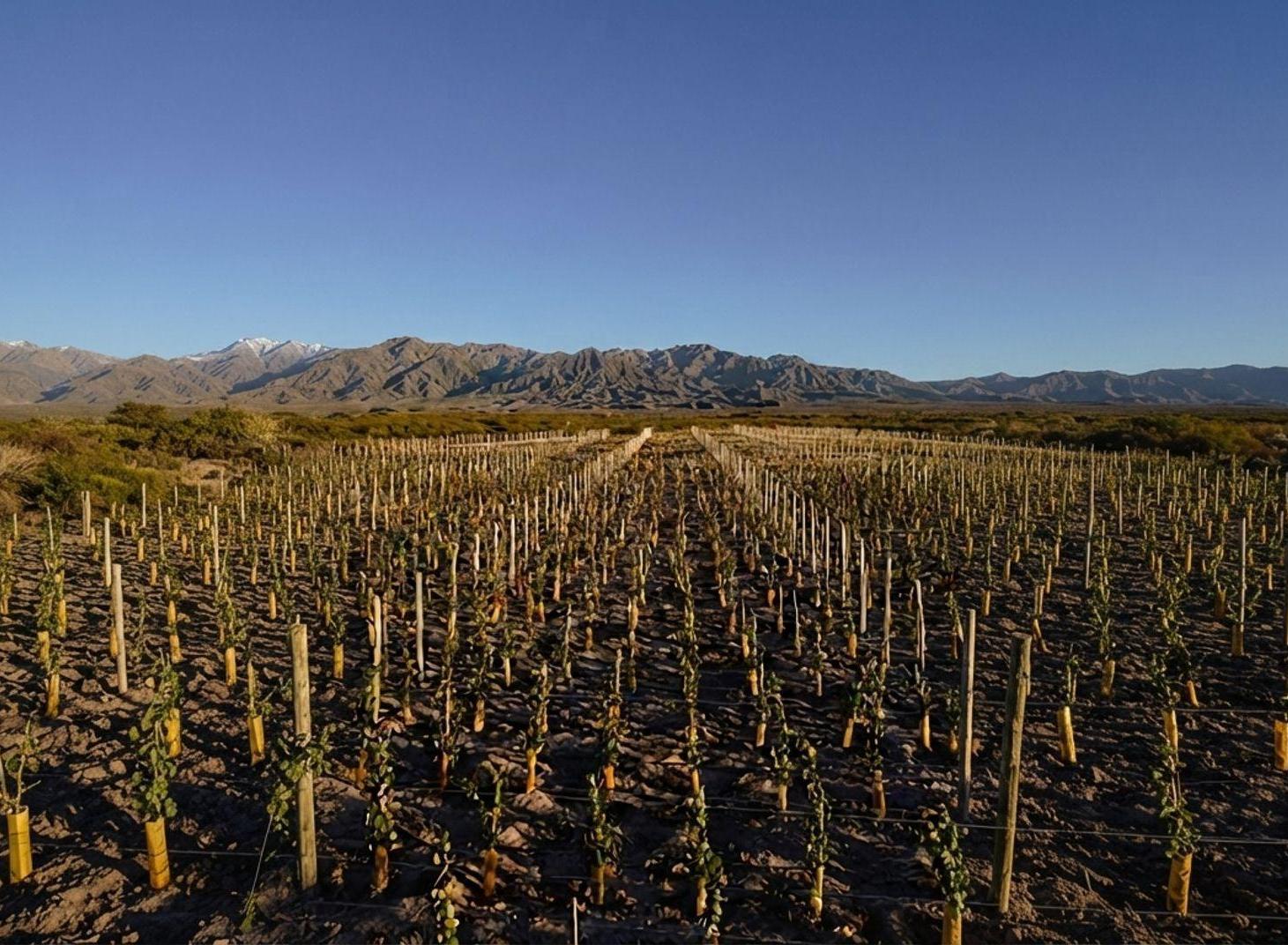 Foto de LOTE EN VENTA ESTANCIA EL CARAMILLO LUJAN DE CUYO, imagen 3