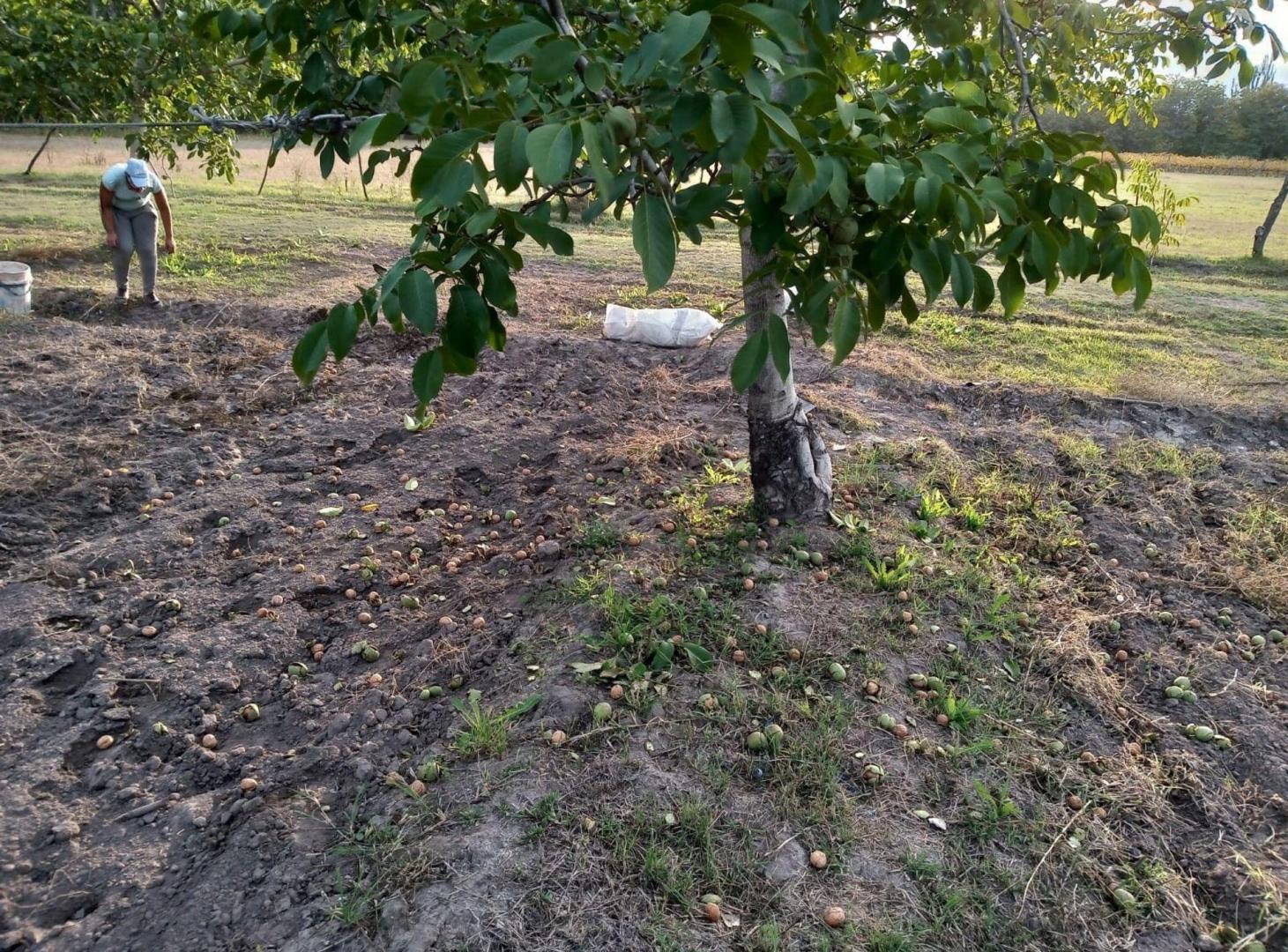 Foto de VENTA DE FINCA PRODUCTIVA EN COLONIA LAS ROSAS 4HA, imagen 5