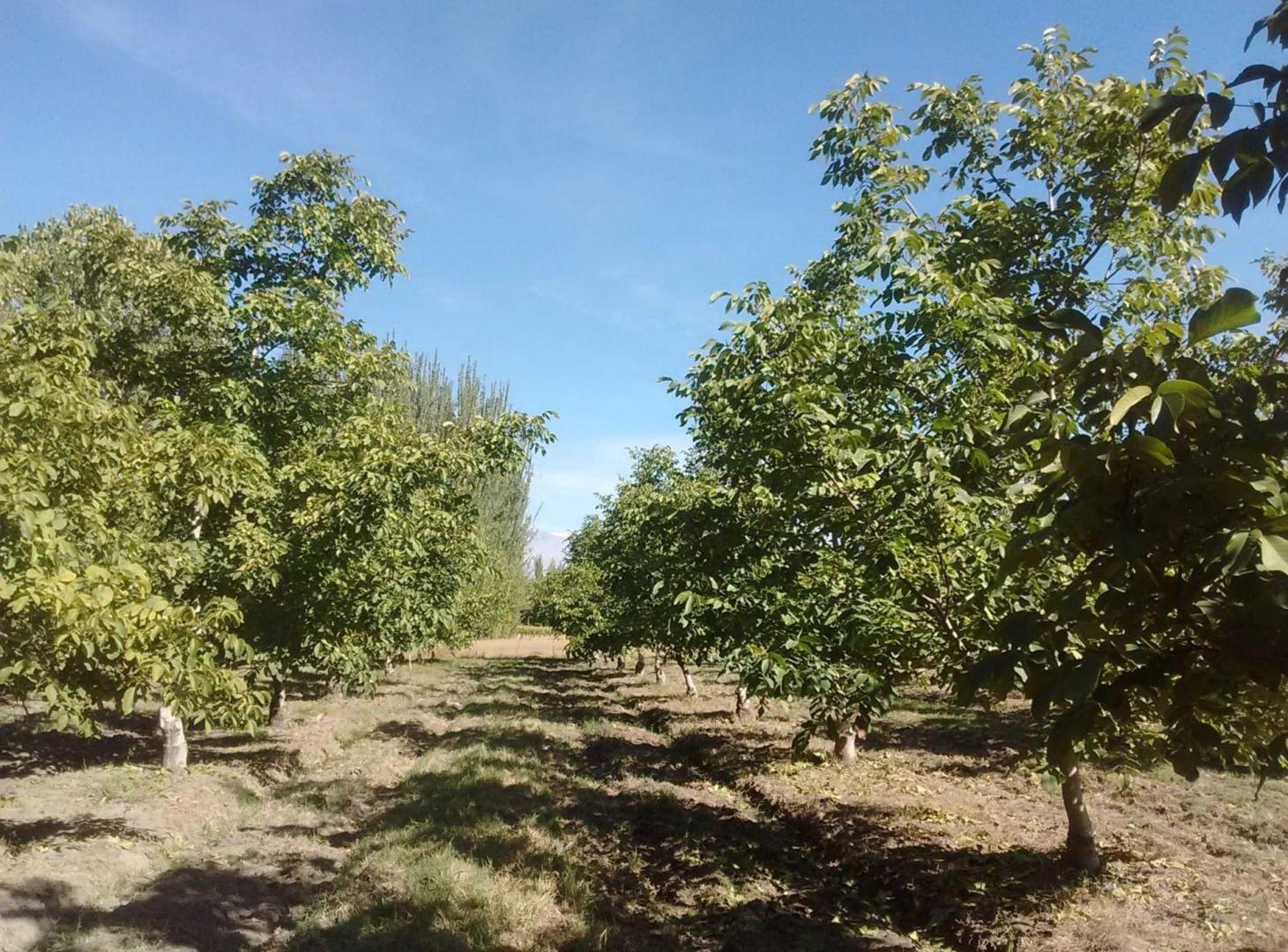 Foto de VENTA DE FINCA PRODUCTIVA EN COLONIA LAS ROSAS 4HA, imagen 2