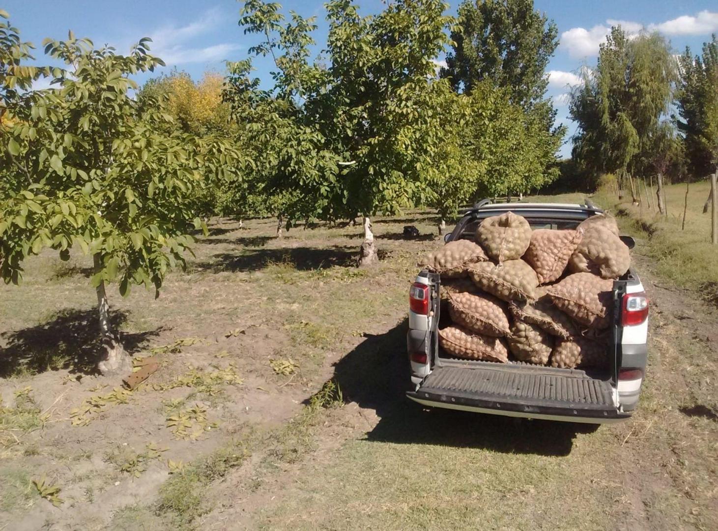 Foto de VENTA DE FINCA PRODUCTIVA EN COLONIA LAS ROSAS 4HA, imagen 4
