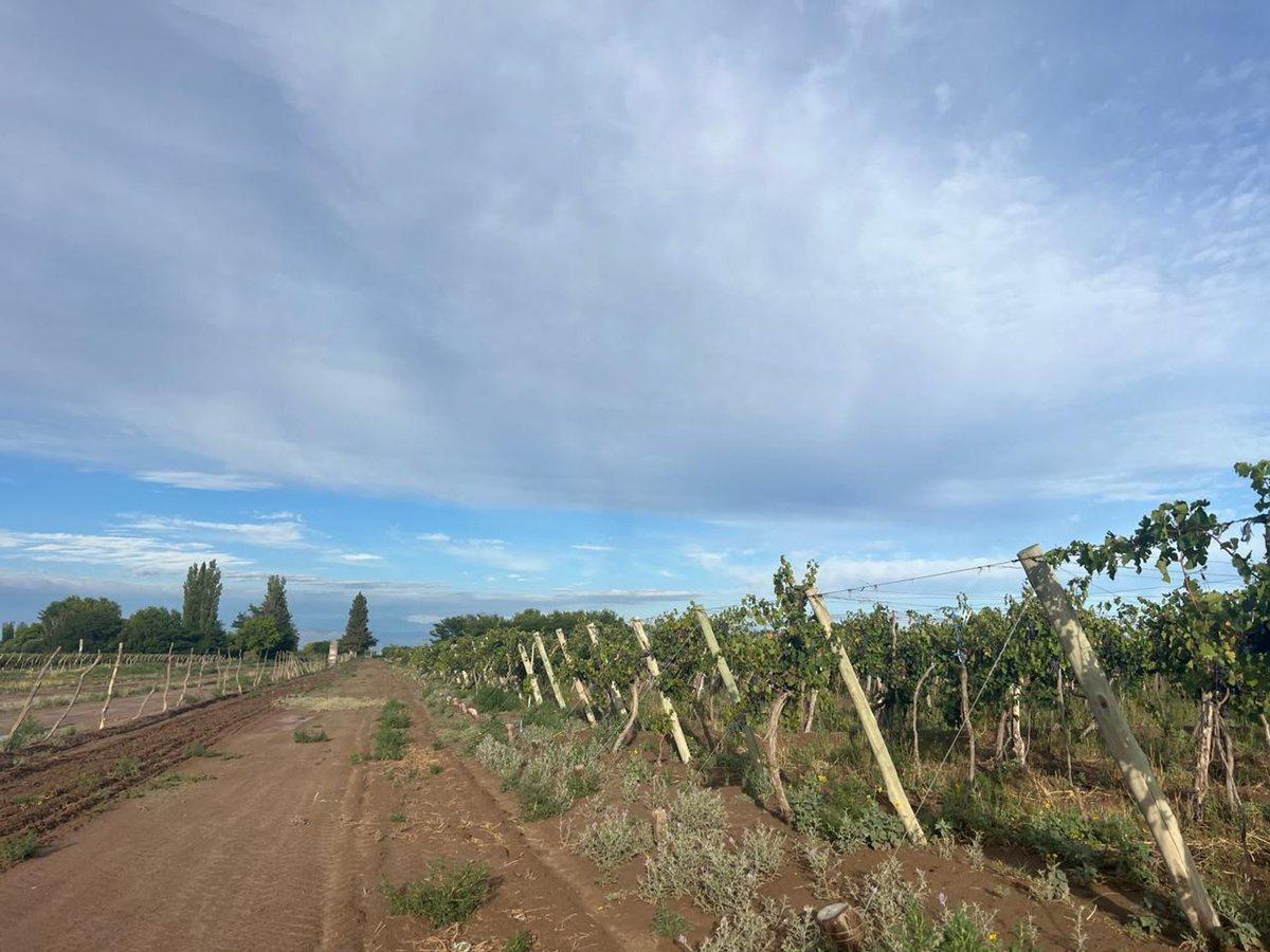 Foto de finca en produccion viñedos chapanay, imagen 5