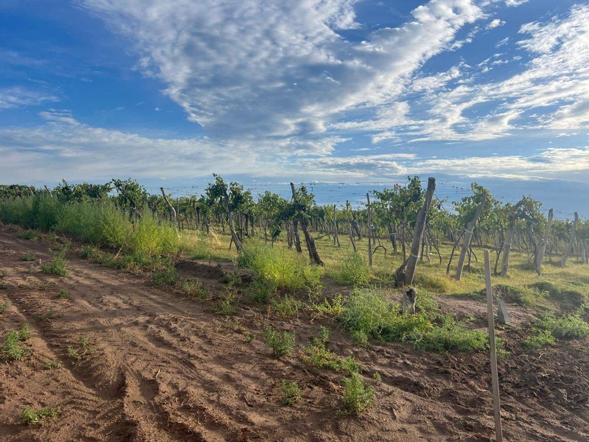 Foto de finca en produccion viñedos chapanay, imagen 3