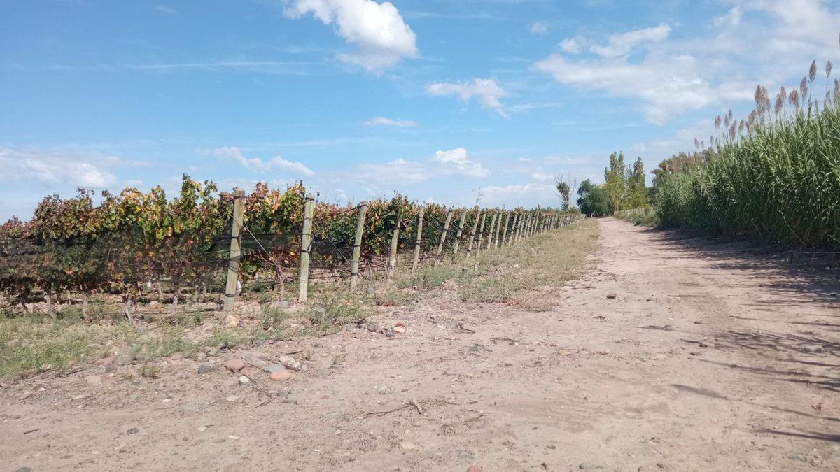 Foto de Venta Finca Orgánica Premium 60 ha. Maipú Mendoza, imagen 3