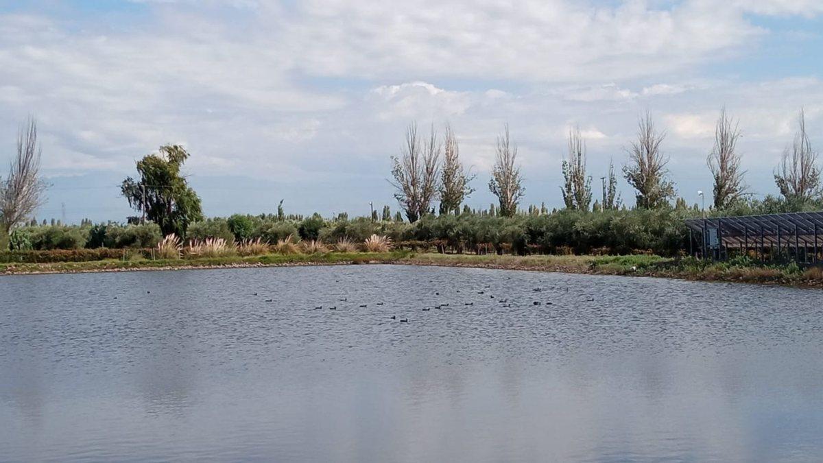 Foto de Venta Finca Orgánica Premium 60 ha. Maipú Mendoza, imagen 5