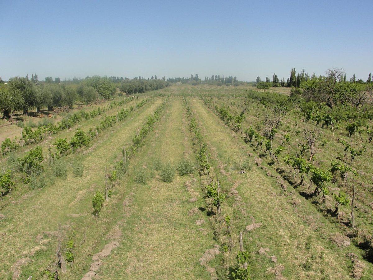 Foto de FINCA A LA VENTA EN SAN RAFAEL, imagen 5