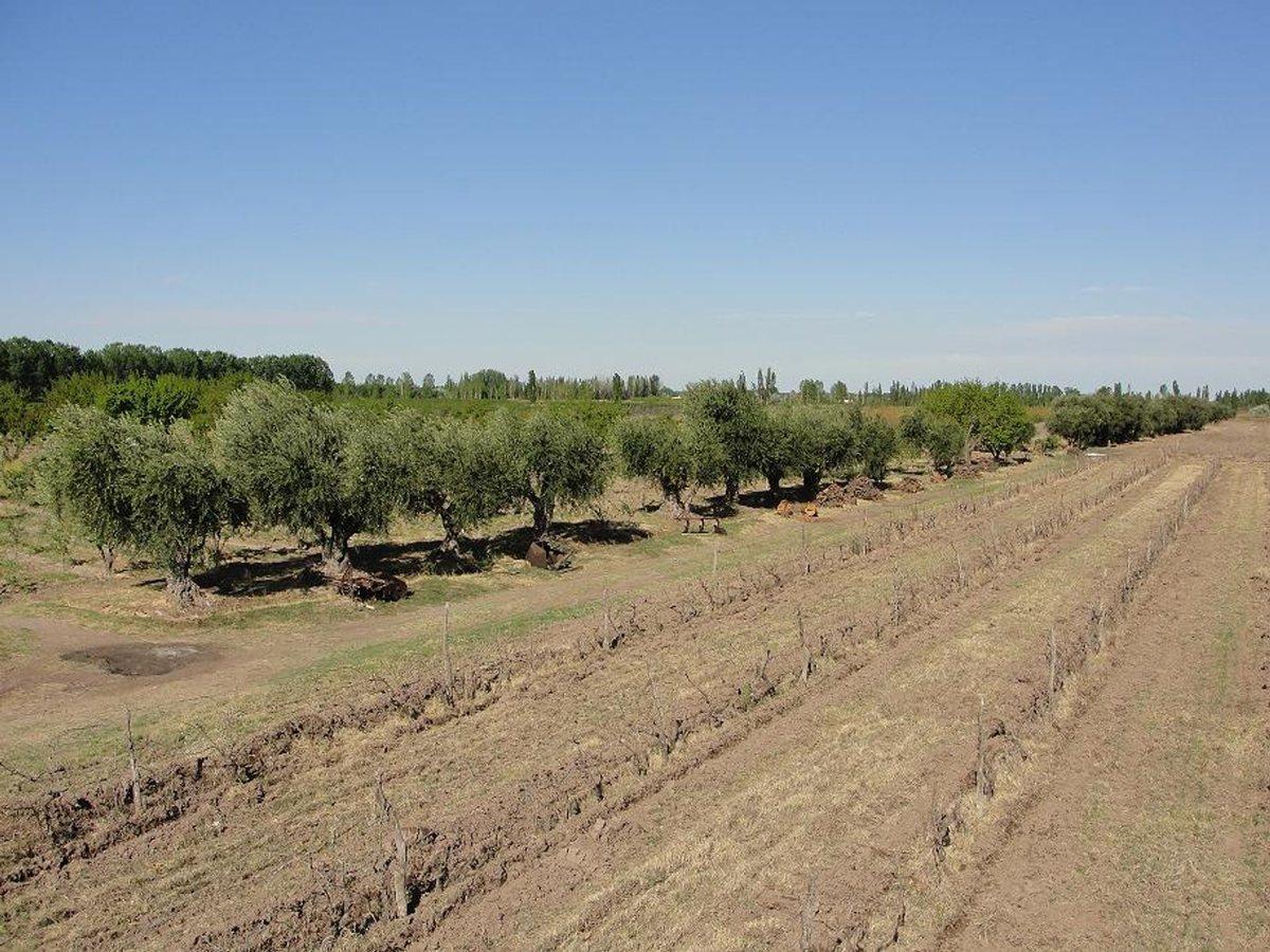 Foto de FINCA A LA VENTA EN SAN RAFAEL, imagen 4
