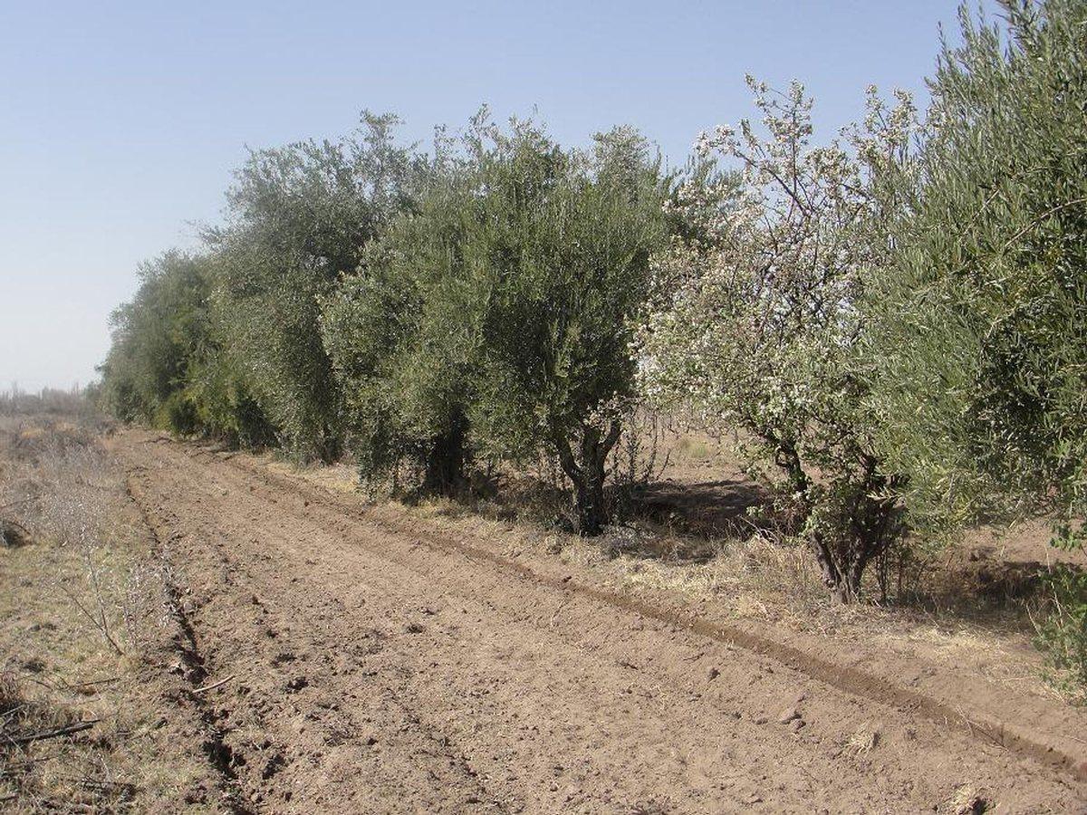 Foto de FINCA A LA VENTA EN SAN RAFAEL, imagen 3