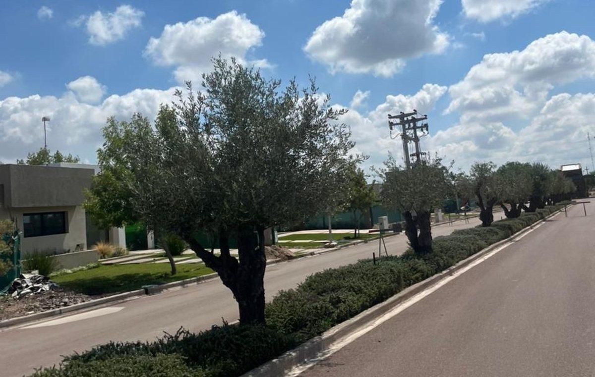 Foto de LOTE CENTRAL TERRZAS PARK MAIPÚ, MAIPÚ, MZA., imagen 4